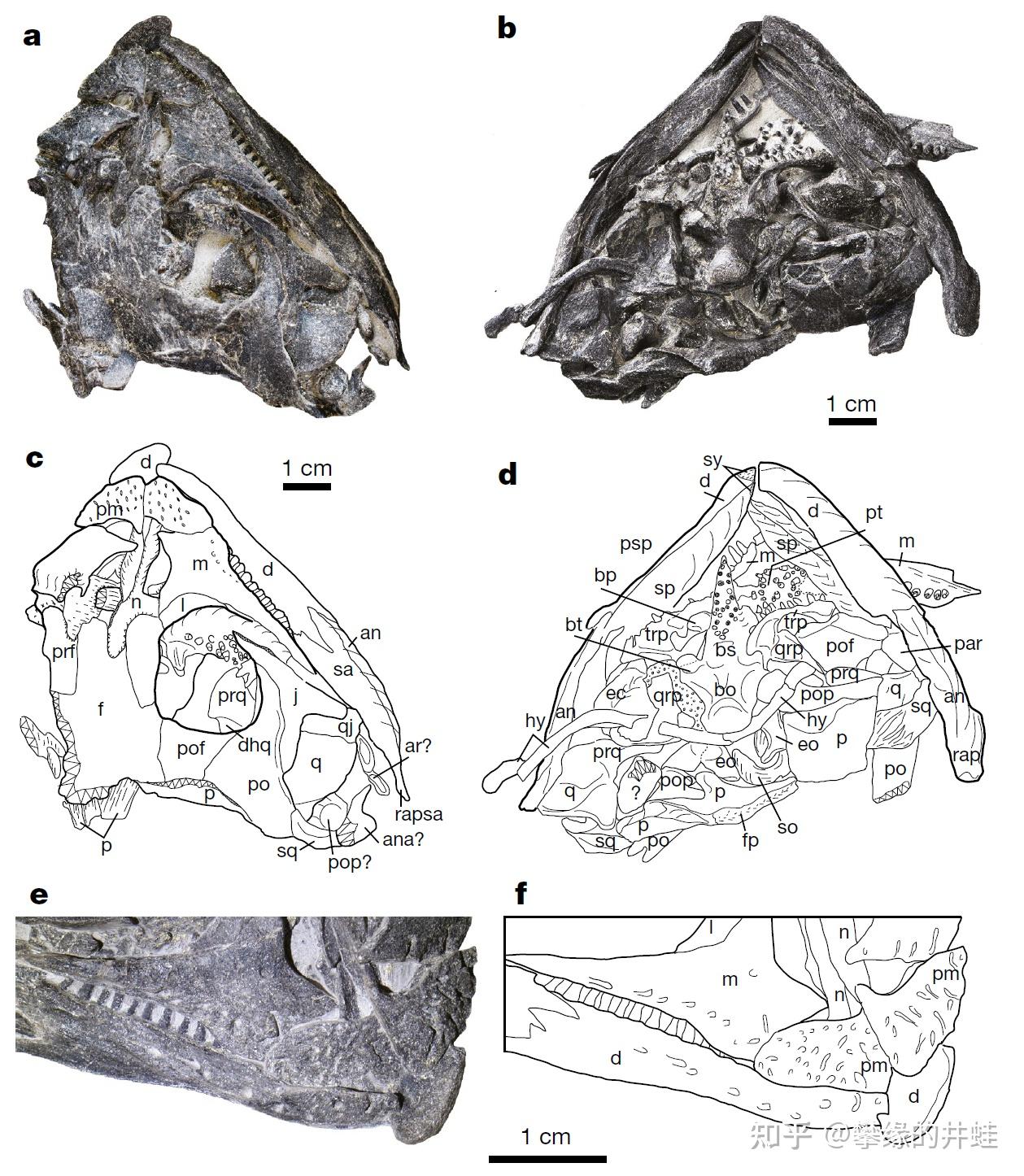 【地球演义】第二百七十七回 龟虽寿1：指破鼍龙壳 - 知乎