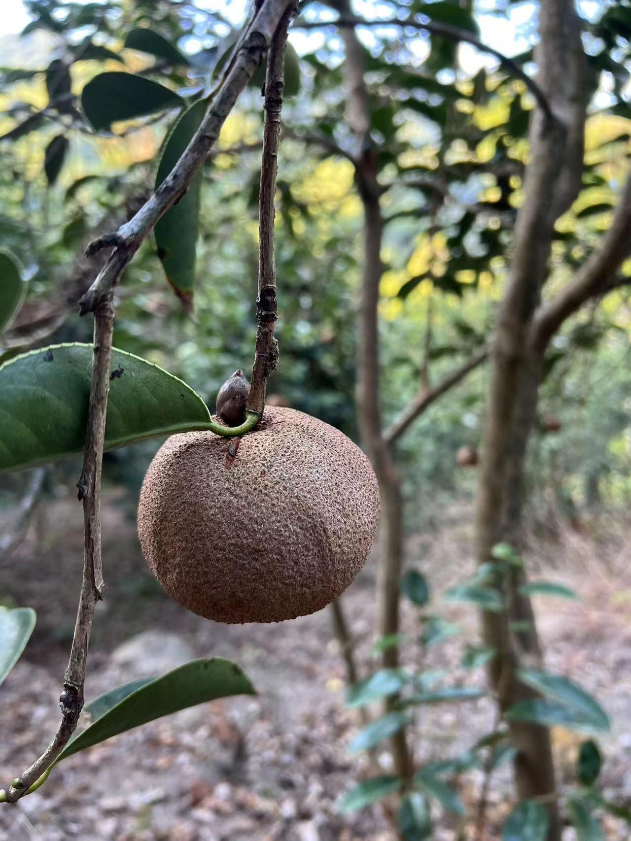 钝药野木瓜,农村纯原野外生长水果,口感淡淡甜香味很入味 - 知乎