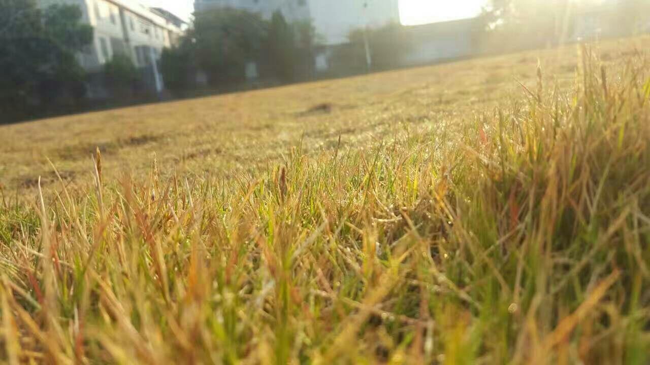 每天慢跑五公里对身体有什么好处? - Lillian 的