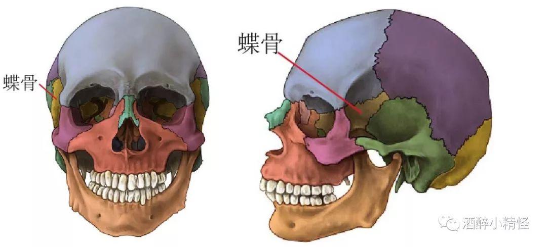 真正能从侧视角度看到的区域相对较小(蝶骨大翼,但是却非常重要蝶骨