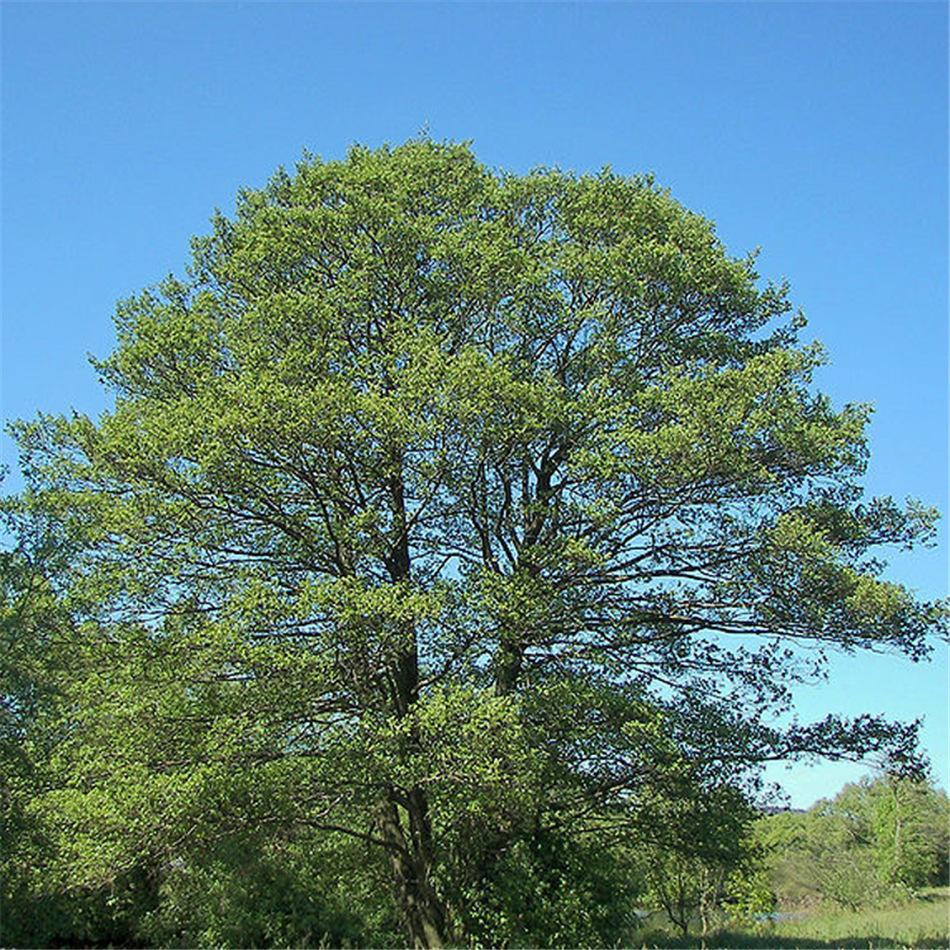 中国特有种和福建重要的乡土树种之一桤木