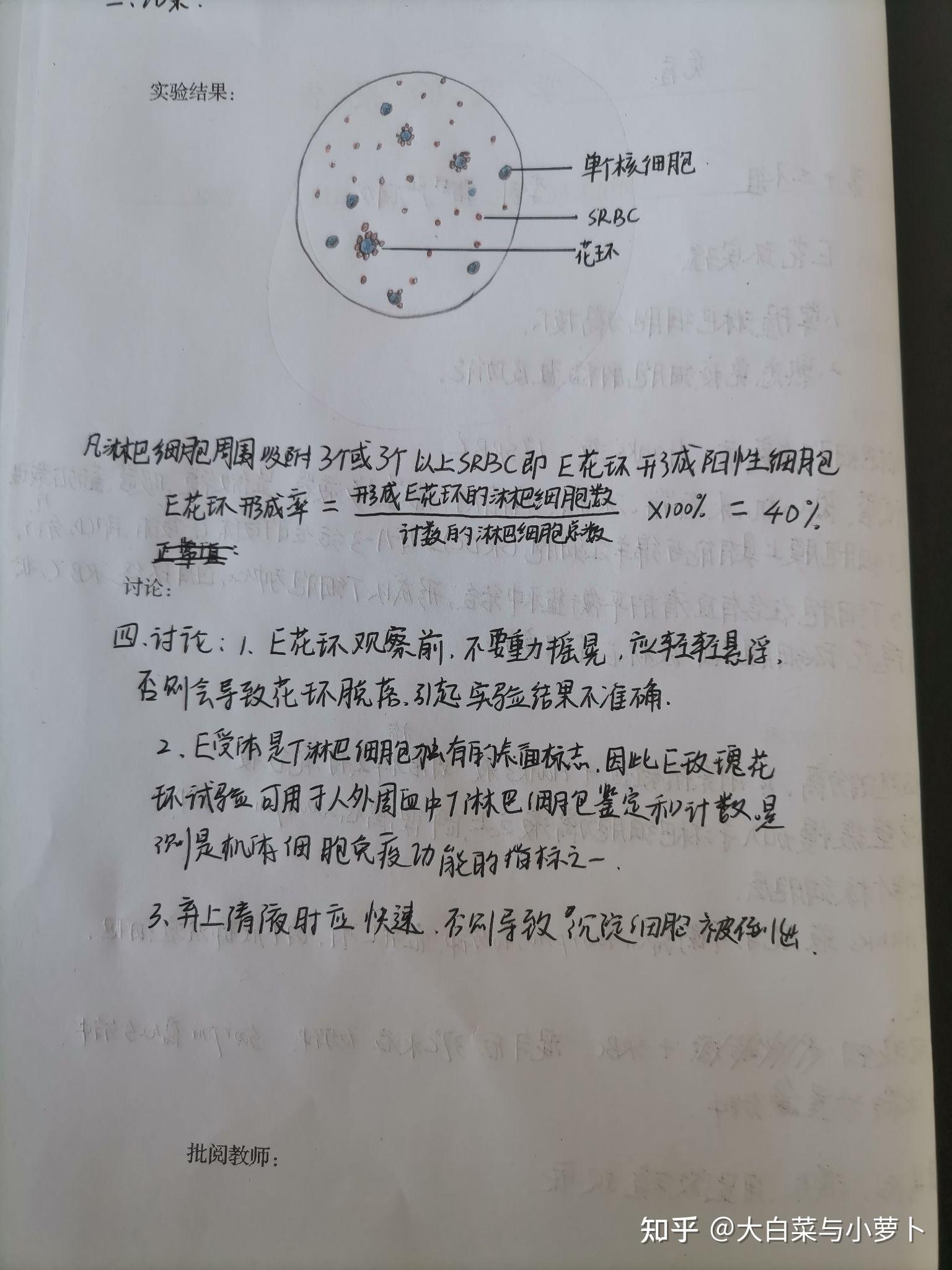 e花环实验图图片