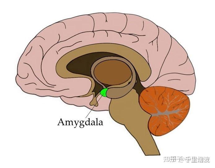 情绪的产生机制 - 知乎