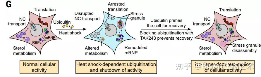 science蛋白質組學研究揭開應激顆粒解聚與泛素化的分子機制