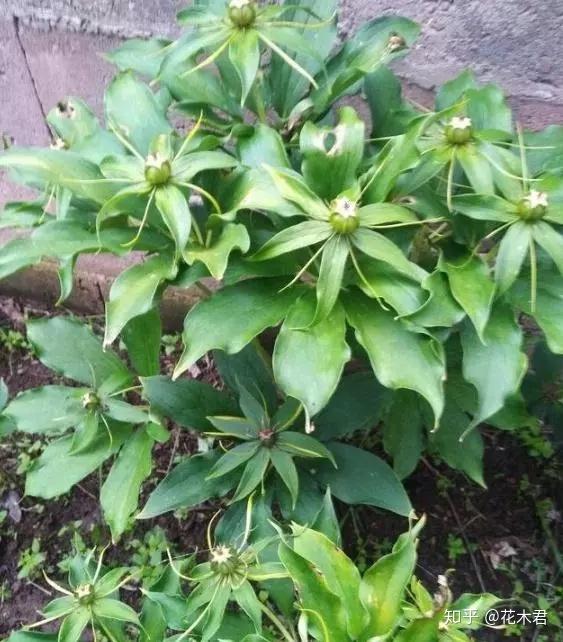 国家濒危珍稀保护植物:七叶一枝花 - 知乎