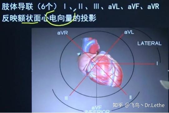 一,心电图的由来——心电向量环