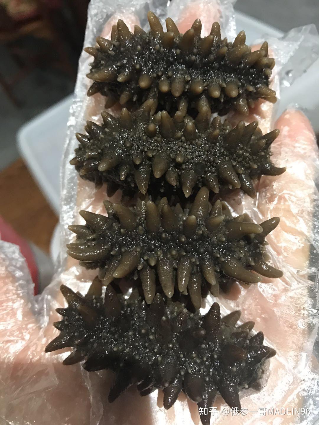 多少斤鲜海参出一斤淡干海参 v2-6d7256e3a5521cbfc4d99bea183609d6_r.jpg