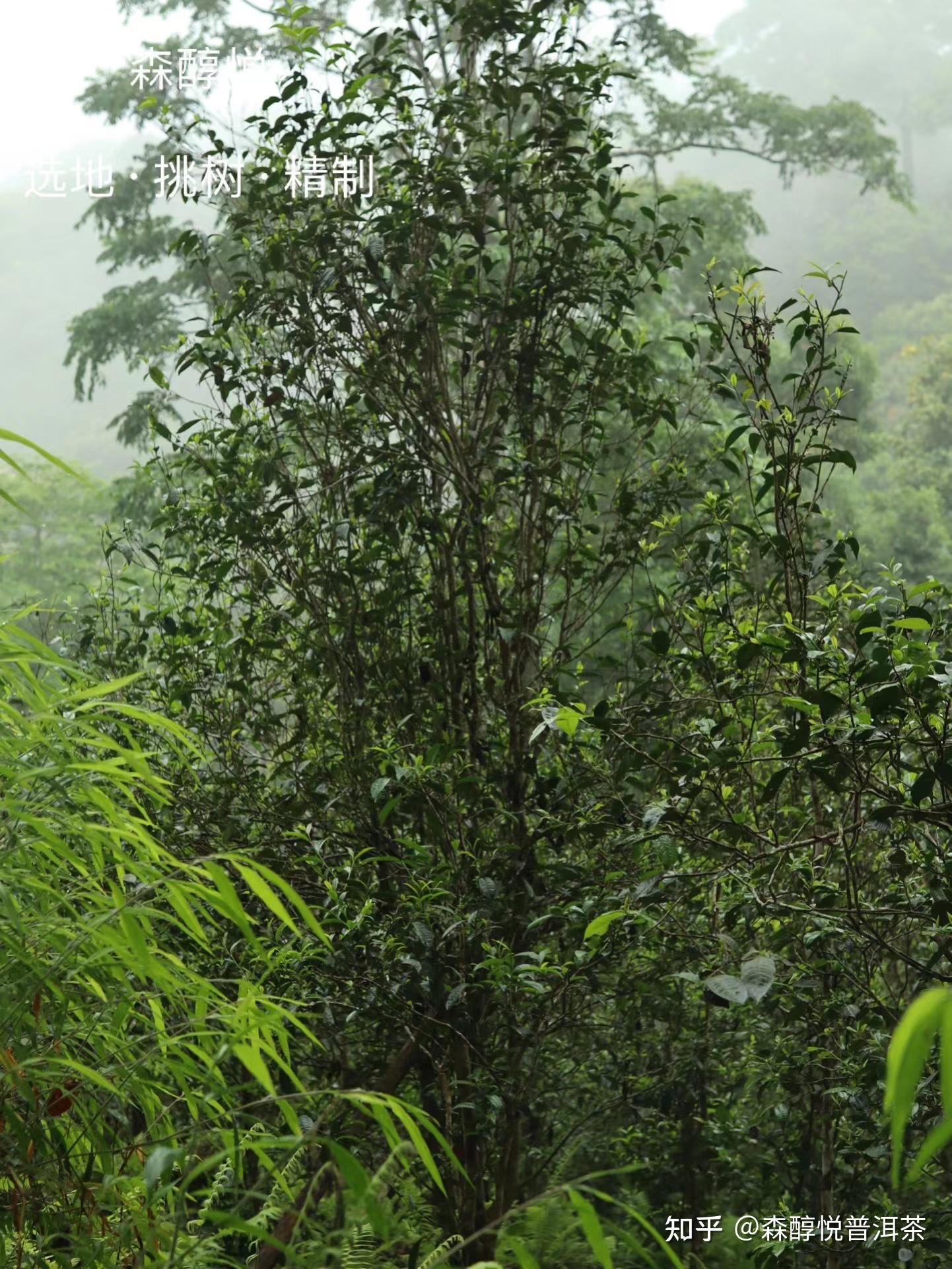 古六大茶山之蛮砖茶山