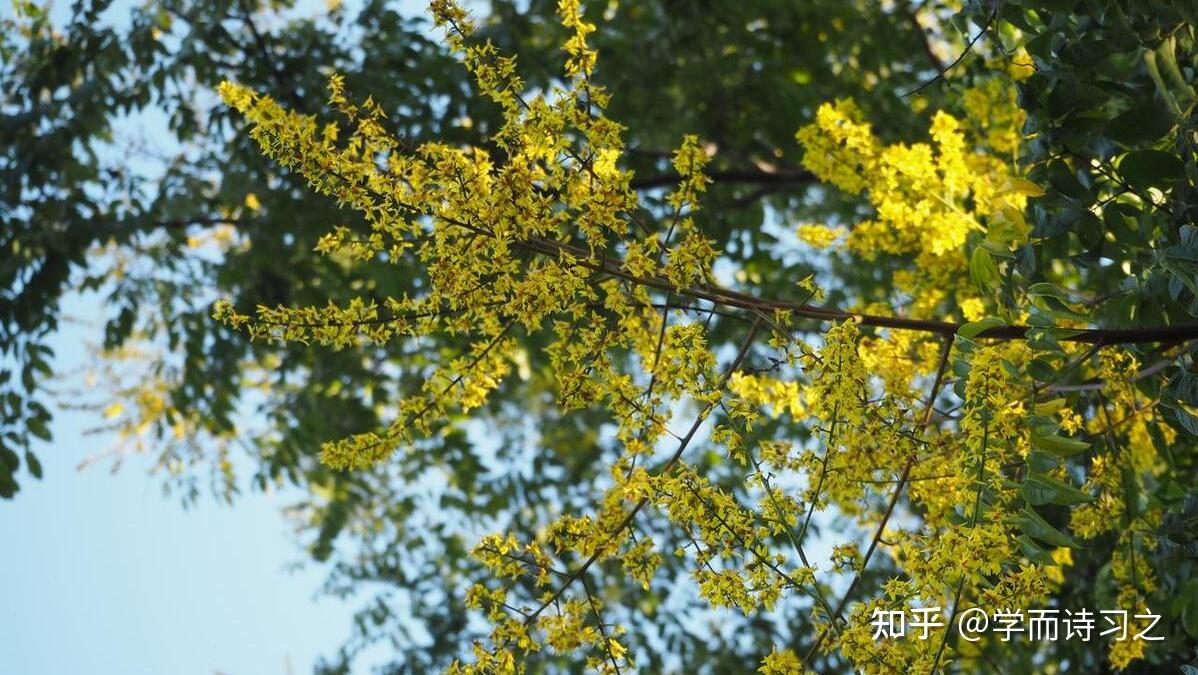 栾花 | 遍地黄花者,不曾在东篱 - 知乎