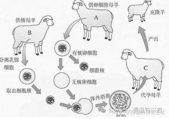 克隆人为啥没人提了?克隆羊多莉的一生已经告诉了我们答案! - 知乎