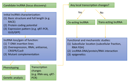 RNA普查——LncRNA在植物中的研究进展- 知乎