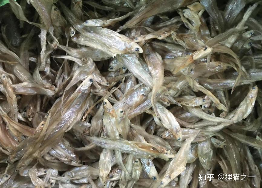 毛叶鱼曾是太湖“致富经”,一网能捞6万斤,如今却被渔民嫌弃? - 知乎