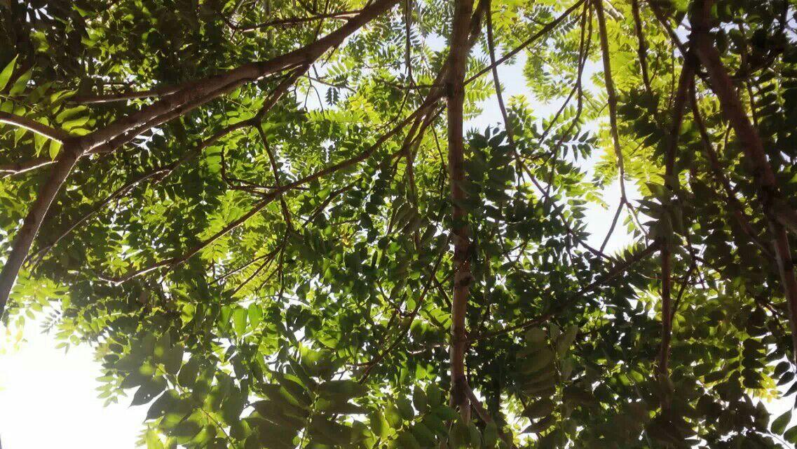 适合河北庭院种植的花草,果树,花木有哪些?