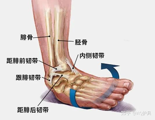 脚踝疼痛位置图图片