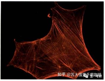 细胞生物学思维导图-细胞骨架（微丝） - 知乎