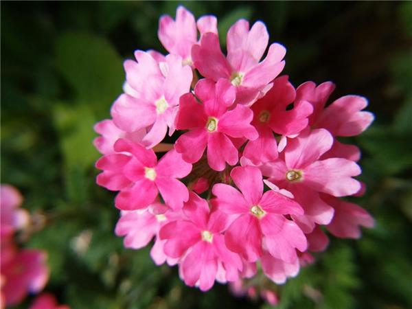 9月赶紧播种 这10种花最适合秋季播种 来年不怕没花看 知乎