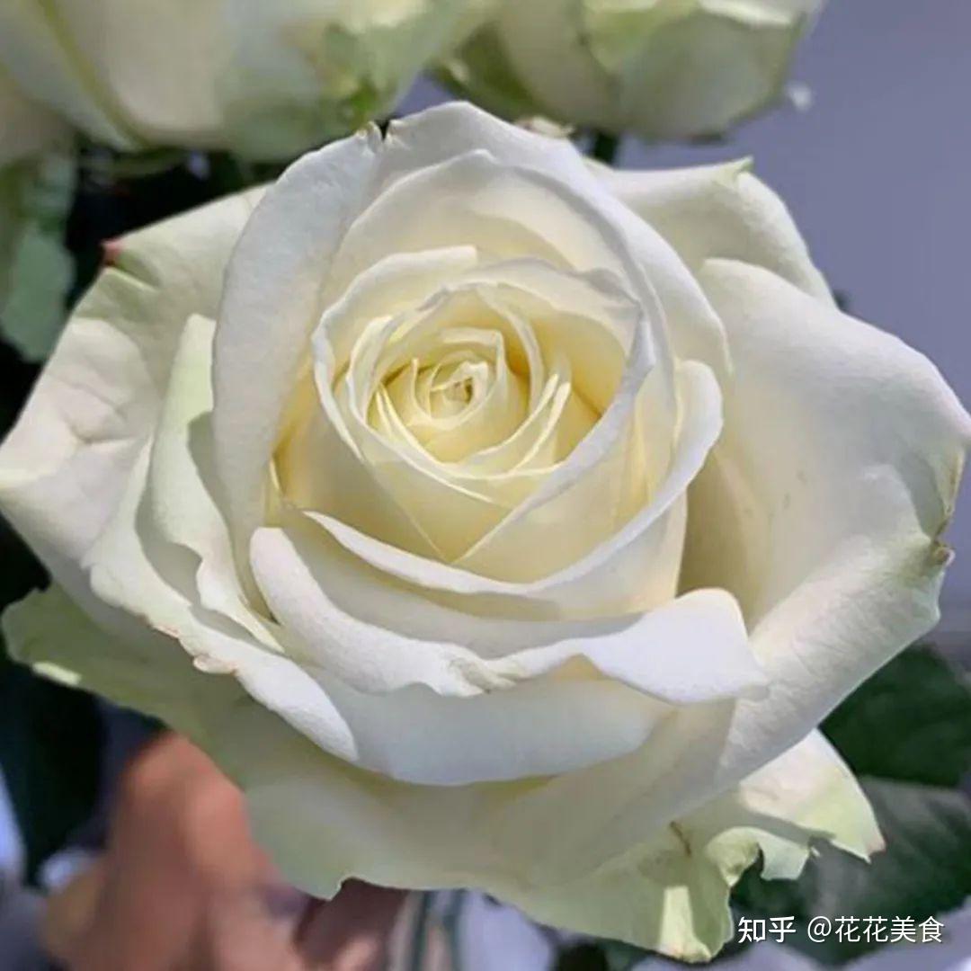 月季品种推荐神秘而又高贵的切花大家族雪山玫瑰