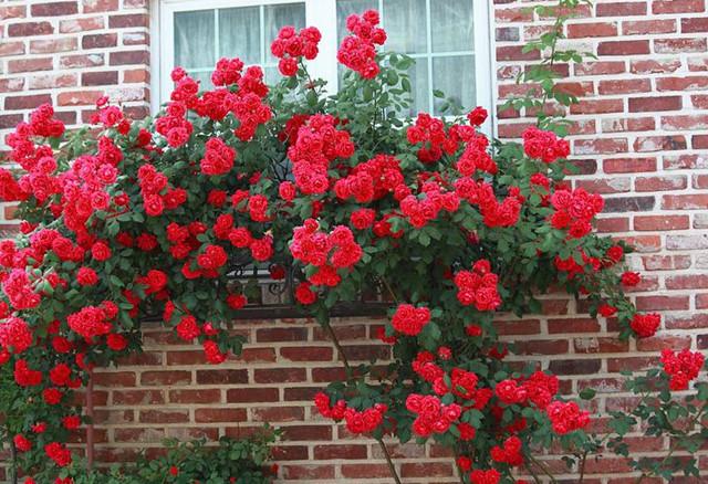 5种勤花又抗病的爬藤月季,有你喜欢的么?