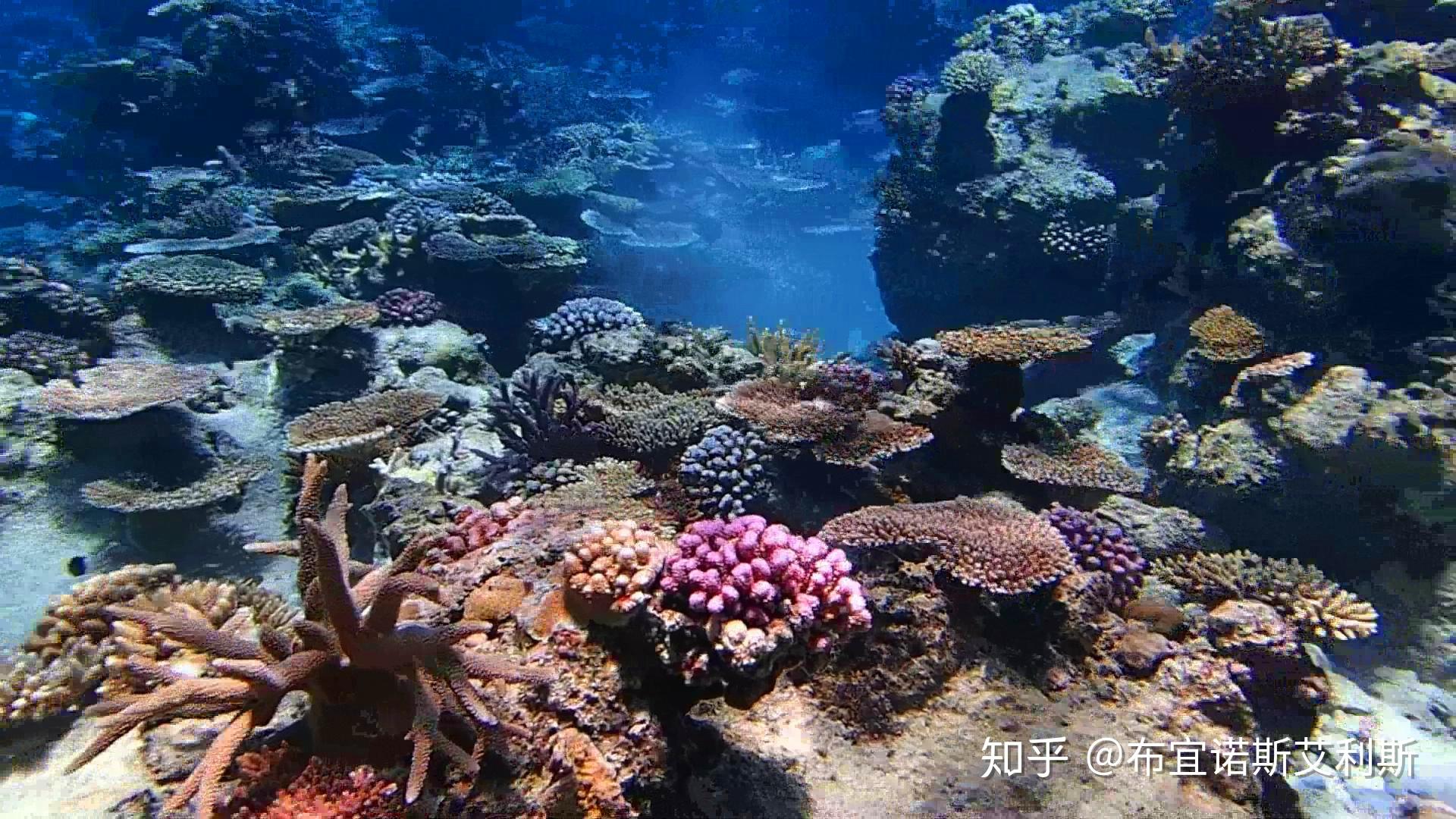 自由潜：探索海洋深处的秘密