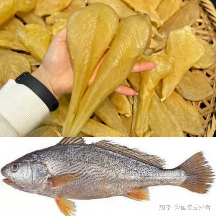 【鱼胶鱼种合集】这些鱼胶都是什么鱼的胶?原来蜘蛛胶的鱼长这样 - 知乎