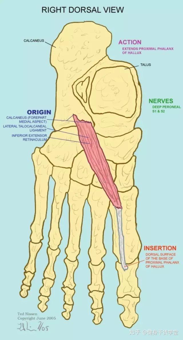 干货每天分享一块肌肉足背肌踇短伸肌趾短伸肌