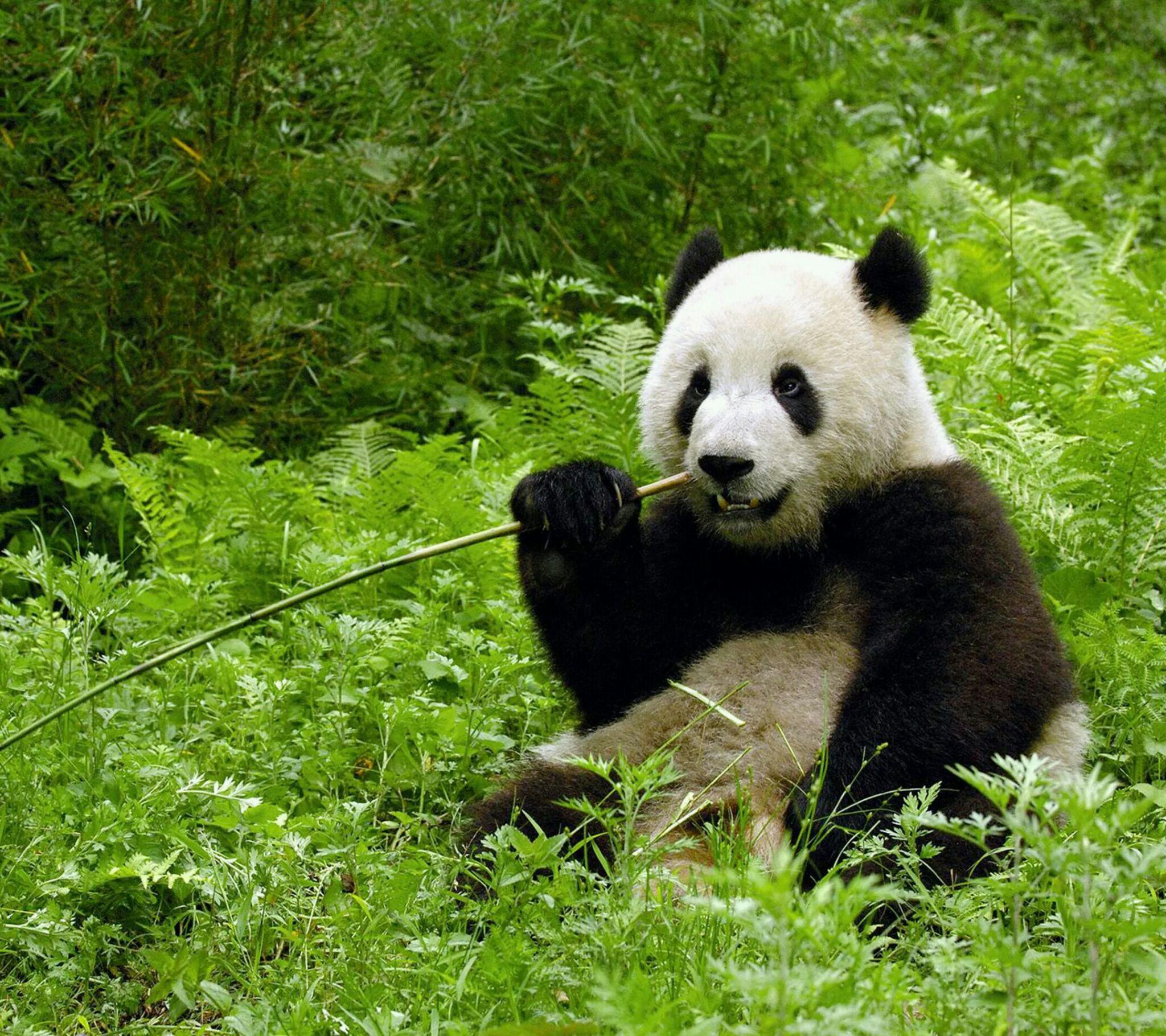 有没有很喜欢的熊猫图片壁纸？ - 知乎