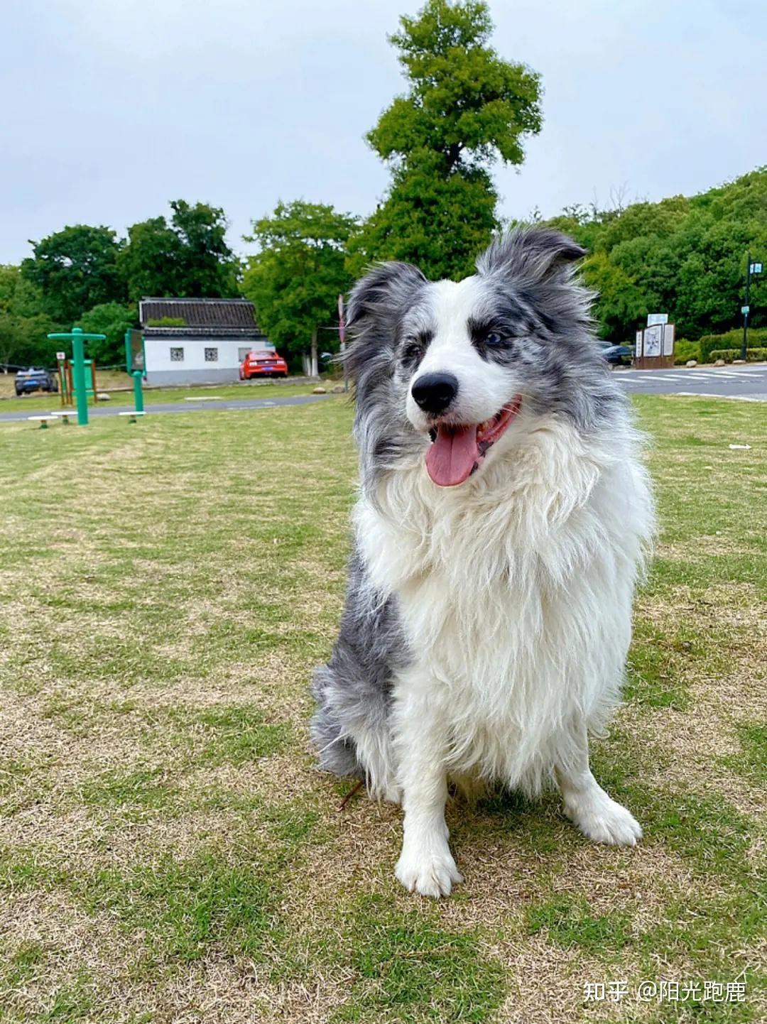 2023年双11最新边牧狗粮推荐推荐什么边牧吃的狗粮可以推荐一款边牧吃
