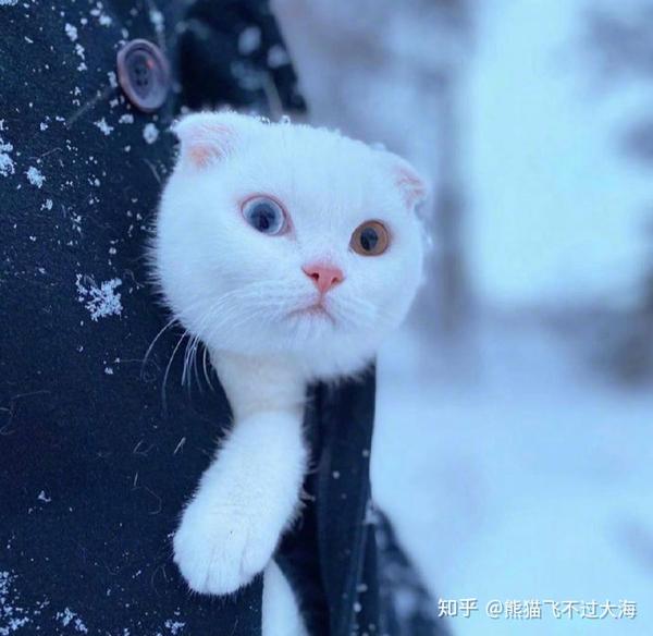 猫猫掉毛严重怎么回事 解决猫咪掉毛的妙招 针对猫咪掉毛的妙招