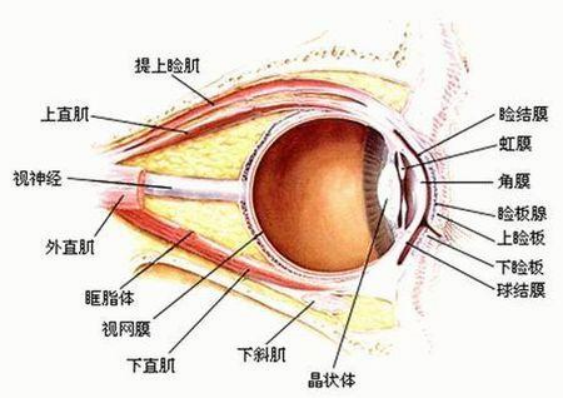 双眼皮解剖结构图解图片