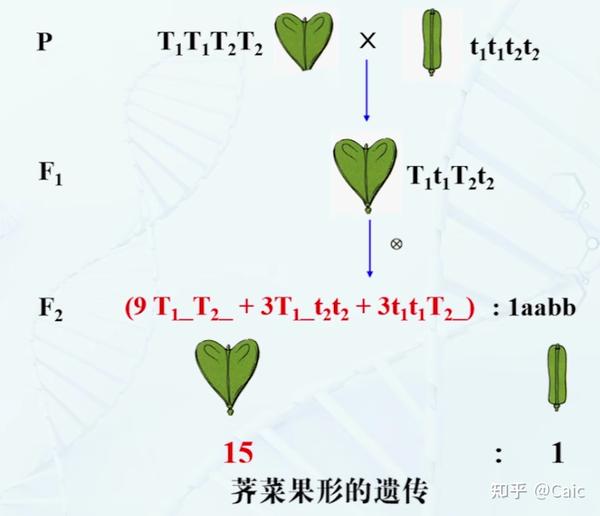 遗传学_3 孟德尔遗传定律 - 知乎