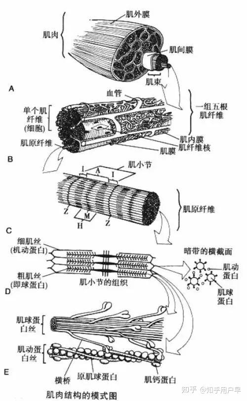 骨骼肌收缩示意图图片