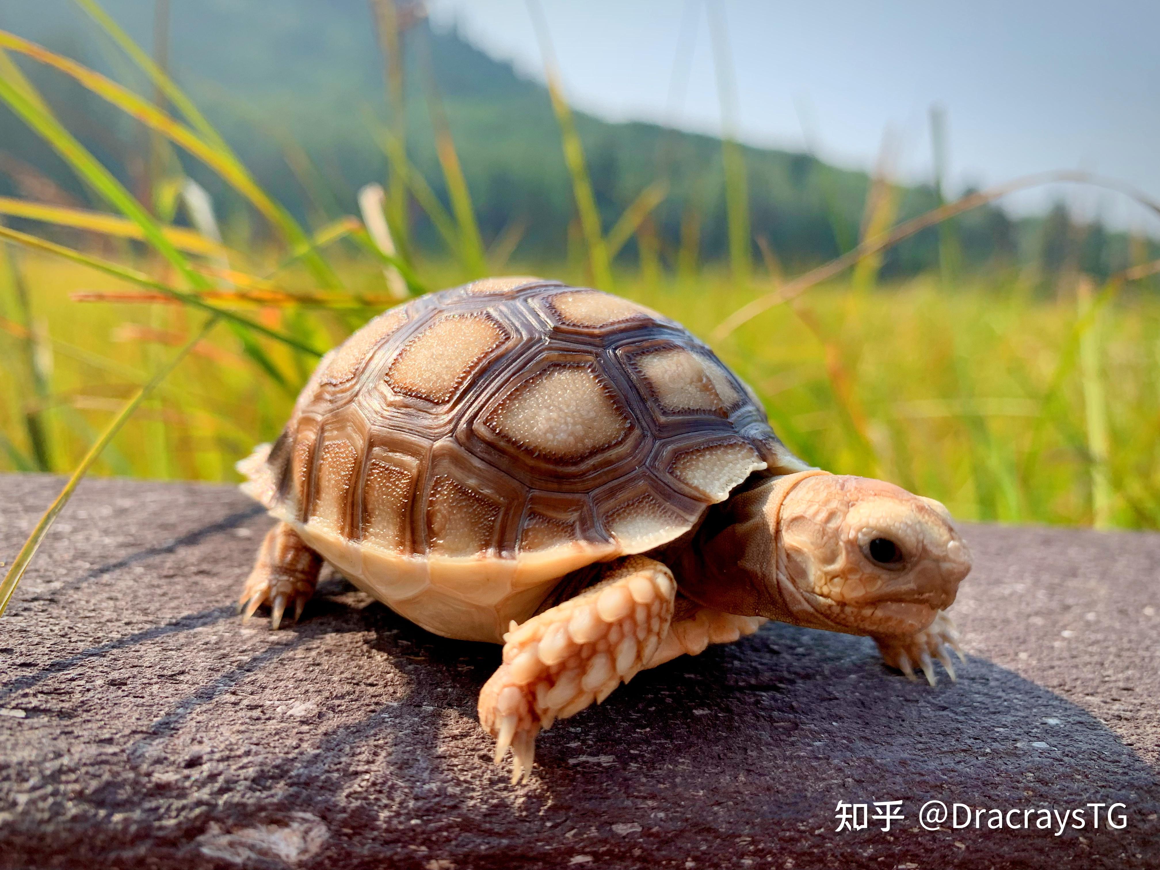苏卡达陆龟-非法贸易野生动物与制品鉴别-图片