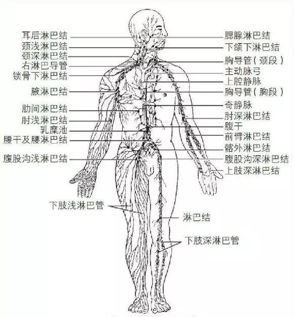 我们大多数都做过血常规检查,看到血常规报告里有淋巴细胞,粒细胞