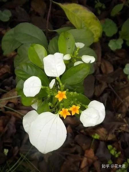 国家Ⅰ级保护濒危珍稀物种异形玉叶金花