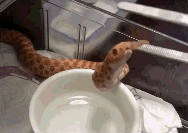 猪鼻蛇喝水表情包图片