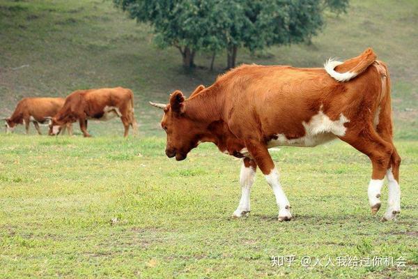 牛吃什麼長得快自制牛飼料配方表附牛的餵養技巧與注意事項