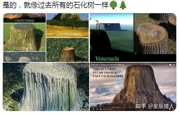【巨树揭秘2】震撼！被石化的上古巨树！ - 知乎