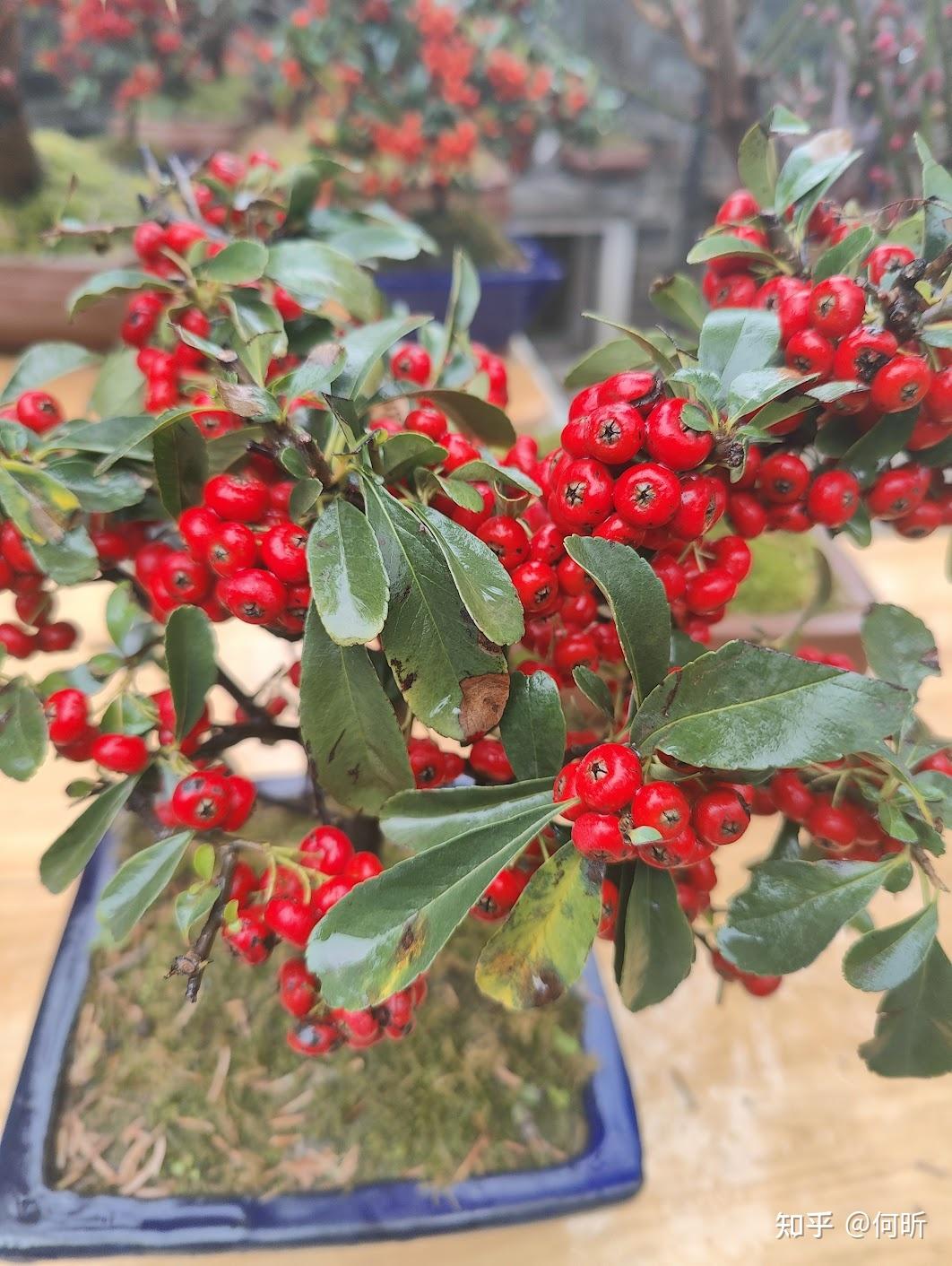 常见小红果植物