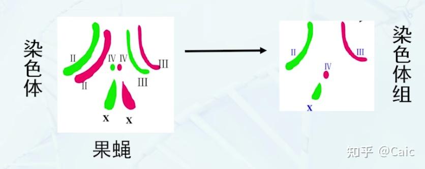 遗传学_7 染色体数目变异 - 知乎