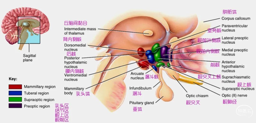 下丘脑解剖位置图片