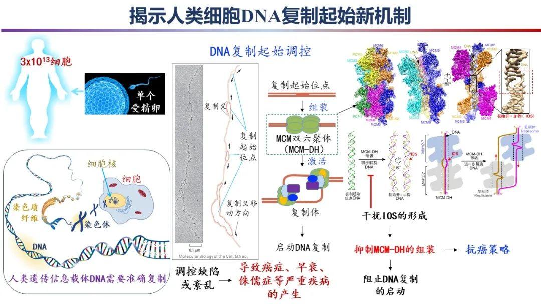 6,揭示人类细胞dna复制起始新机制