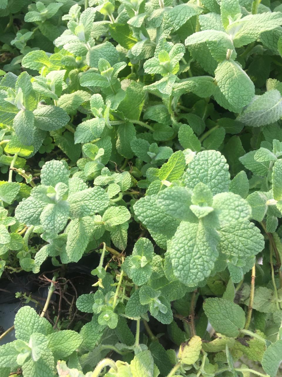 苹果薄荷 毛茸茸的 叶片较厚 很可爱 摸起来有点儿像碰碰香 也很香