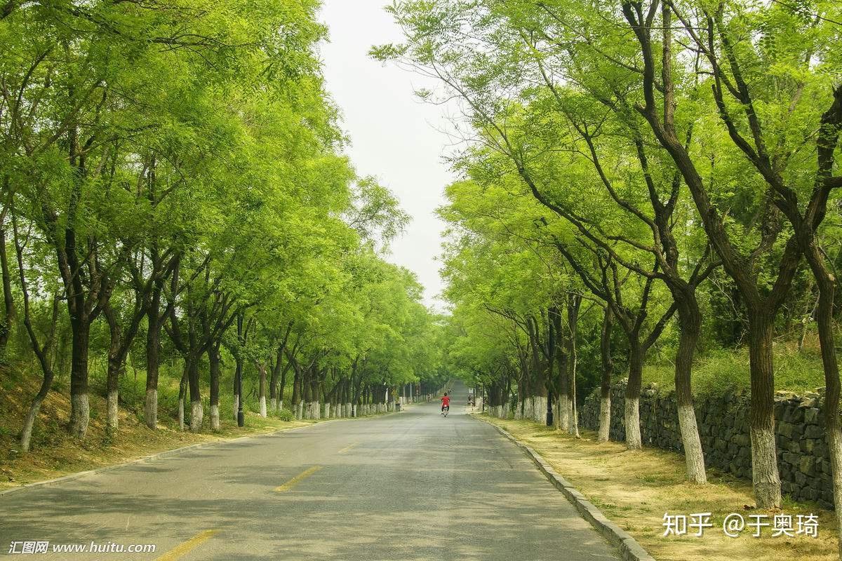 为什么城市中的行道树栽了又拔,拔了又栽? - 知乎