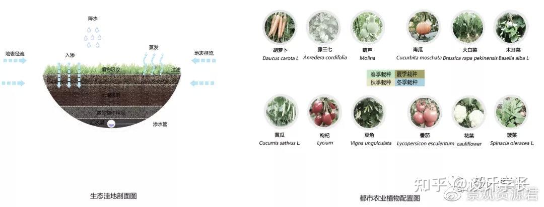 2021毕设配套素材10丨植物分析psd大汇总 - 知乎