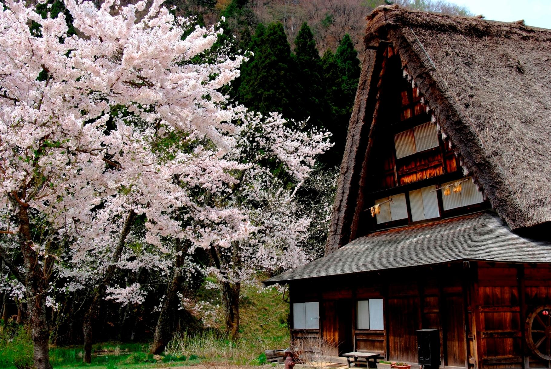 日本的白川乡合掌村是个神秘的小村落|白川乡|村落|日本_新浪新闻