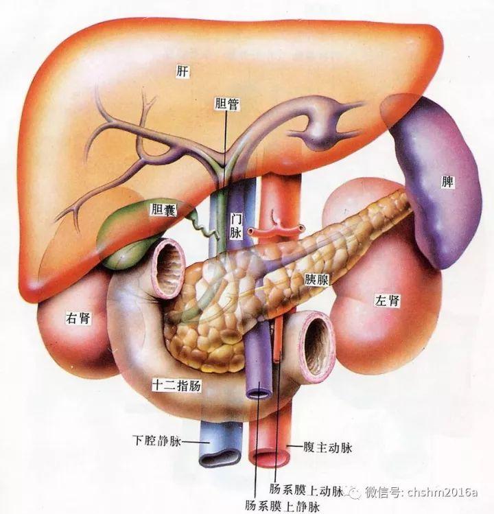 和肝右静脉,三大肝静脉汇入下腔静脉位于膈肌下方约1cm处,称第二肝门