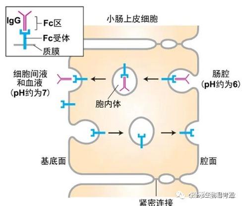 细胞生物学高频考点(十三)之胞吞作用内容及思维导图