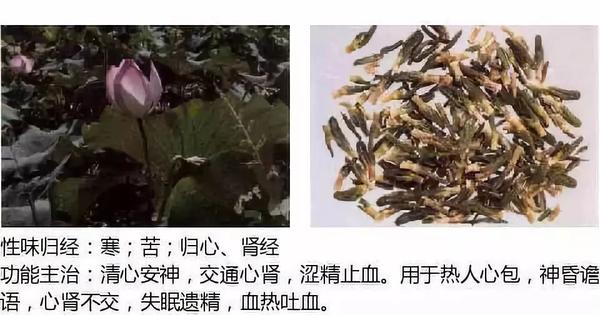 500余种中草药图  第44张