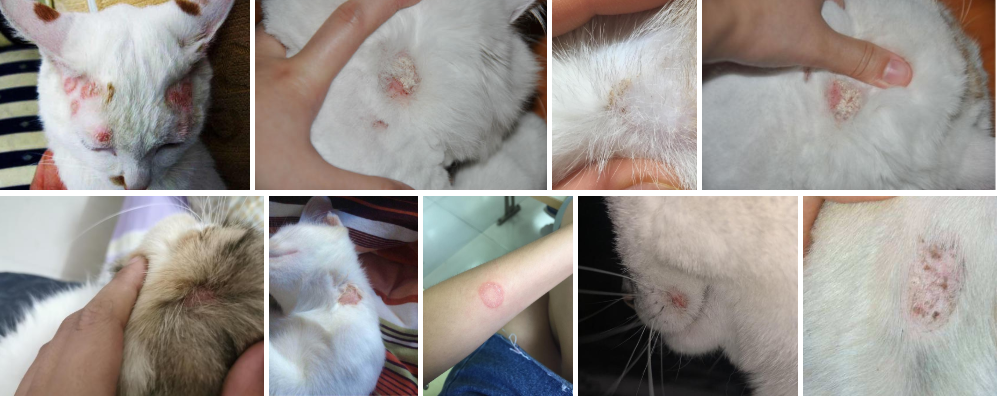 猫藓怎么治疗基于论文的猫藓治疗有效方法探究