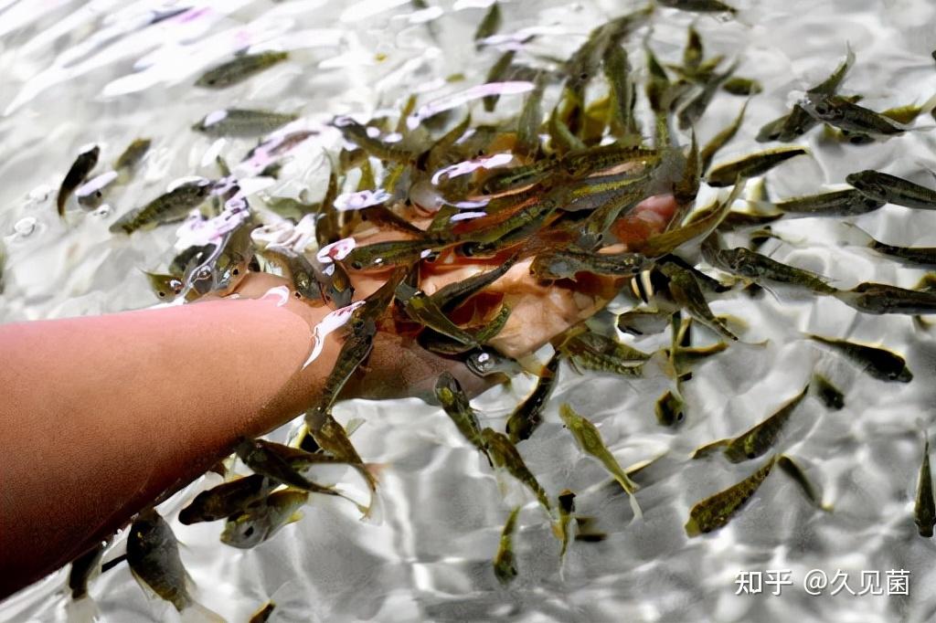 足疗店退役小鱼去哪了?真的是喂脚皮长大之后,被端上餐桌了嘛?